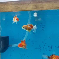 ماهی|ماهی|مرند, |دیوار