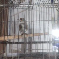 فروش سهره کرمانی درجه یک با قفس|پرنده|قم, چهار مردان|دیوار