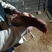 مرغ لاری|حیوانات مزرعه|سنندج, |دیوار