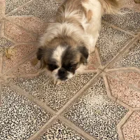 نژاد سگ سوپر فلت