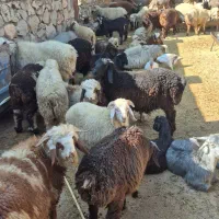 فروش بره بز کهره دار