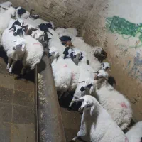 گوسفند باقصاب در محل خرید حضوری وغیر حضوری|حیوانات مزرعه|تهران, نارمک|دیوار