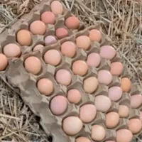 تخم‌مرغ نطفه دار گلپایگان و خروس لاری افغان