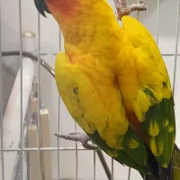 طوطی خورشیدی