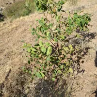 زمین  وباغ سه هکتار ونیم واقع در  صفاخانه  می باشد|فروش دفتر صنعتی، کشاورزی، تجاری|شاهین دژ, |دیوار