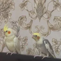 جوجه عروس هلندی ۴ ماهه