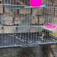 سهره سینه سرخ گلبسر|پرنده|دهاقان, |دیوار