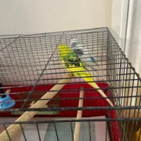 مرغ عشق جفت با جوجه ۸ماهه رام|پرنده|پردیس, فاز ۱|دیوار