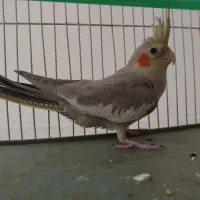 پرنده