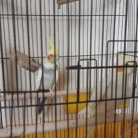 جفت مولد لوتینو و ابلغ|پرنده|شاهینشهر, شهرک گلدیس|دیوار