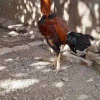 مرغ وخروس لاری