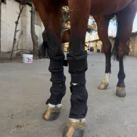 بانداژ یخی اسب