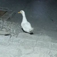 اردک نر