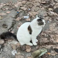 گربه گم شده