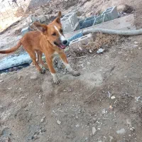 سگ نگهبان|سگ|ریگ, |دیوار