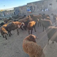 بره قربانی نر و ماده|حیوانات مزرعه|زنجان, |دیوار