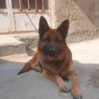 سگ ژرمن ماده