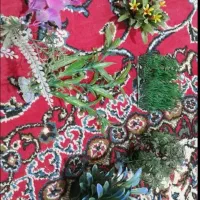 آکواریوم با تمام وسایل