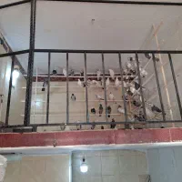 پرنده سرای هما