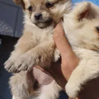 سگ پاکوتا پامرانین|سگ|تویسرکان, |دیوار