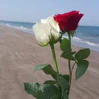 زمین-فروشی-معاوضه-دارم-با-ماشین