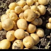 راهنمایی خرید سیب زمینی پیاز گوجه مناسب