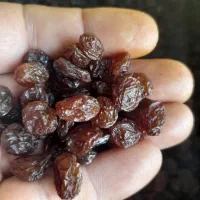 کشمش با کیفیت ممتاز|خوردنی و آشامیدنی|لاهیجان, کوی آزادگان|دیوار