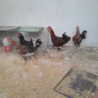 خروس گلین اصل