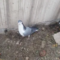 دمگیر نر سینه دم پاک گلدم|پرنده|اصفهان, فردوان|دیوار