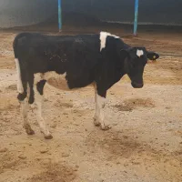 یک راس گوساله ماده ۷ ماهه فروش فوری