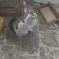 گربه پرشین کت|گربه|تهران, شهید رجایی|دیوار