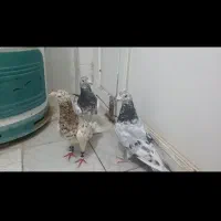 سرور نر