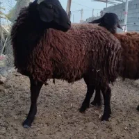 فروش بره نر همو زیگوت درجه یک|حیوانات مزرعه|بسطام, |دیوار