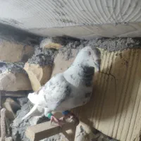 سوسکی پرشی