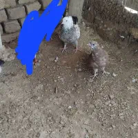 کفتر|پرنده|سلطانیه, |دیوار