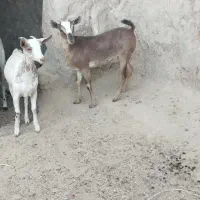 صلاله وارداتی