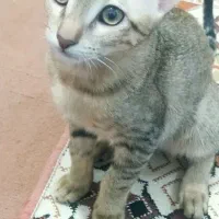 گربه