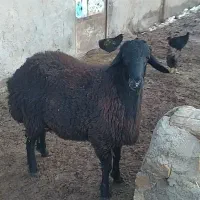 بره قوچ هترو