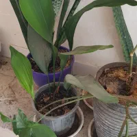 گل و گیاه طبیعی یوکا سانسوریا پیتوس برگ عبایی کاج|گل و گیاه طبیعی|کرج, شهرک پردیسان|دیوار
