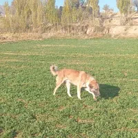 یک عدد سگ گله