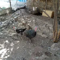 بوقلمون اردک روسی