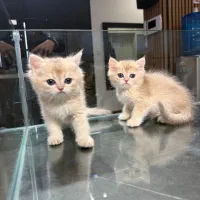 بیریتیش کرم Cy12