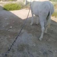 خر گمشده