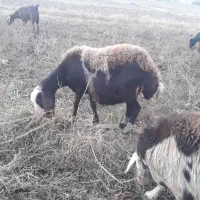 یک عدد گوسفند افشاری