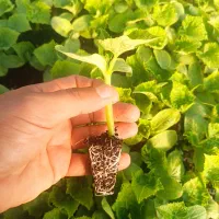 نشاء ،گوجه،،خیار