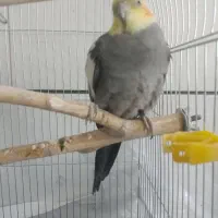 یک جف عروس هلندی|پرنده|برخوار, |دیوار