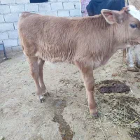 گاو و گوساله|حیوانات مزرعه|کارزان, |دیوار