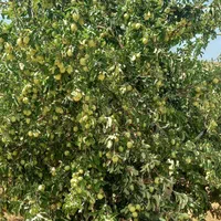 فروش  باغ صحنه دینور روستای احمد ابادو جیهون اباد|فروش دفتر صنعتی، کشاورزی، تجاری|صحنه, |دیوار