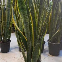 سانسوریا پا بلند شمشیری ابلق پُرغلاف سطل 4|گل و گیاه طبیعی|قم, نیروگاه|دیوار