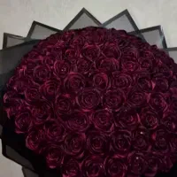 رز زرشکی شاین